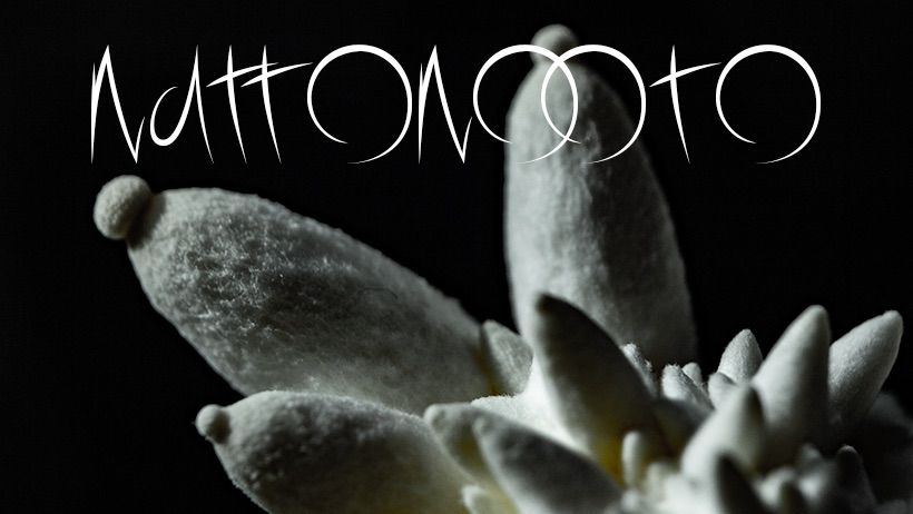 nattonooto font with fungi background